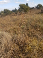 Urelytrum agropyroides