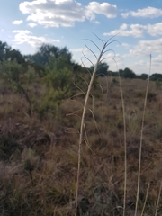 Urelytrum agropyroides