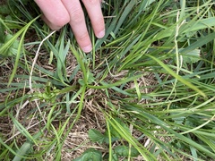 Carex brizoides