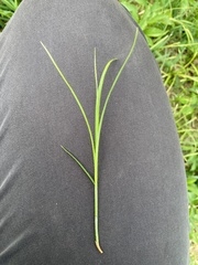 Carex brizoides