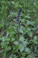 Ajuga reptans