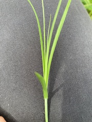 Carex brizoides