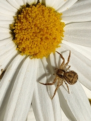 Xysticus verneaui