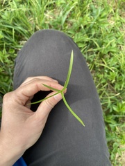 Carex brizoides
