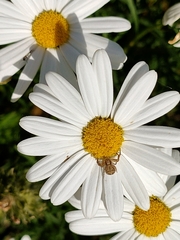 Xysticus verneaui