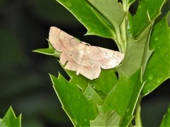 Euchlaena deplanaria
