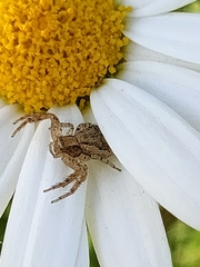 Xysticus verneaui