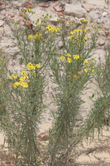 Senecio nevadensis malacitanus