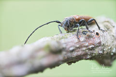 Anaesthetis testacea