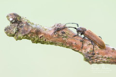 Anaesthetis testacea