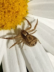Xysticus verneaui