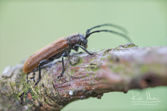 Anaesthetis testacea