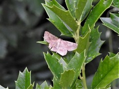 Euchlaena deplanaria