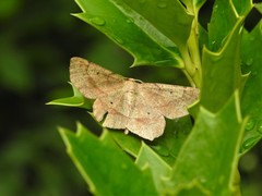 Euchlaena deplanaria