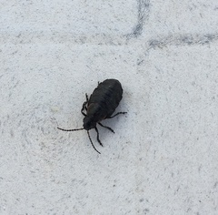 Arima marginata
