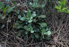 Antennaria dioica