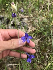 Delphinium treleasei