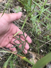 Delphinium treleasei