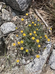 Erigeron aphanactis