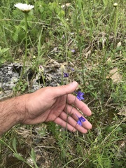 Delphinium treleasei