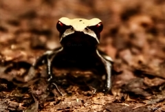 Clinotarsus curtipes