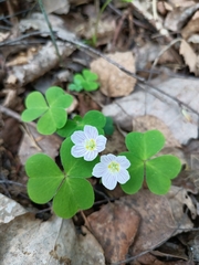 Oxalis acetosella