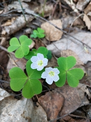 Oxalis acetosella