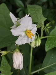 Solanum carolinense