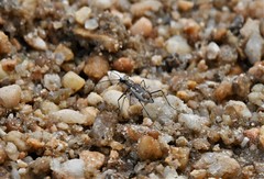 Ellipsoptera wapleri