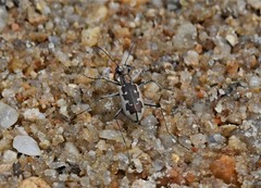 Ellipsoptera wapleri