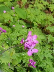 Lunaria annua