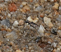 Ellipsoptera wapleri