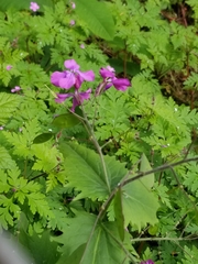 Lunaria annua