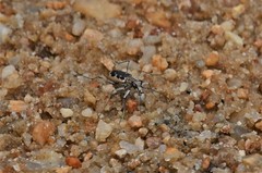 Ellipsoptera wapleri