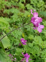 Lunaria annua