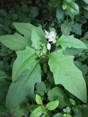 Solanum carolinense