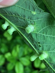 Pachypsylla celtidismamma