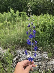 Delphinium treleasei