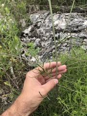 Delphinium treleasei