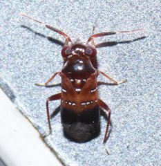 Pilophorus nasicus