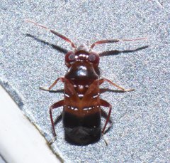 Pilophorus nasicus