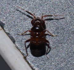 Pilophorus nasicus