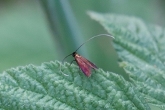 Cauchas rufimitrella