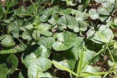 Asarum europaeum
