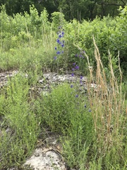 Delphinium treleasei