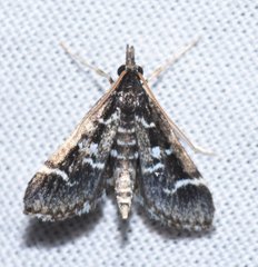 Diasemiodes janassialis
