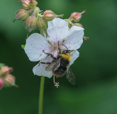 Bombus pratorum
