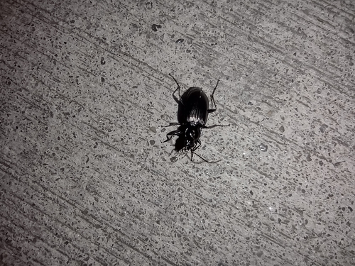 bystruškovité (Carabidae)