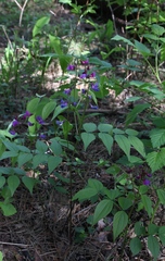 Lathyrus vernus