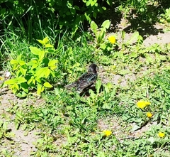 Sturnus vulgaris